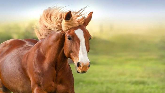 Rüyada at kesmek ne anlama gelir?