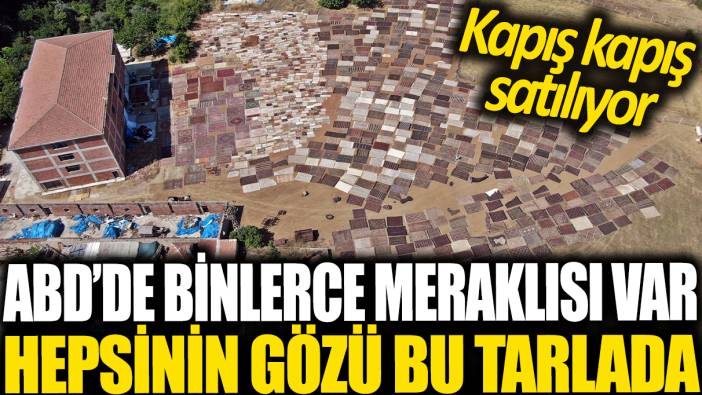 ABD'de binlerce meraklısı var! Hepsinin gözü bu tarlada... Kapış kapış satılıyor