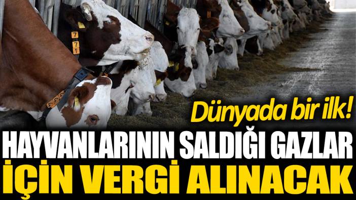 Dünyada bir ilk! Çiftlik hayvanlarının saldığı gazlar için vergi alacaklar: Anlaşma sağlandı