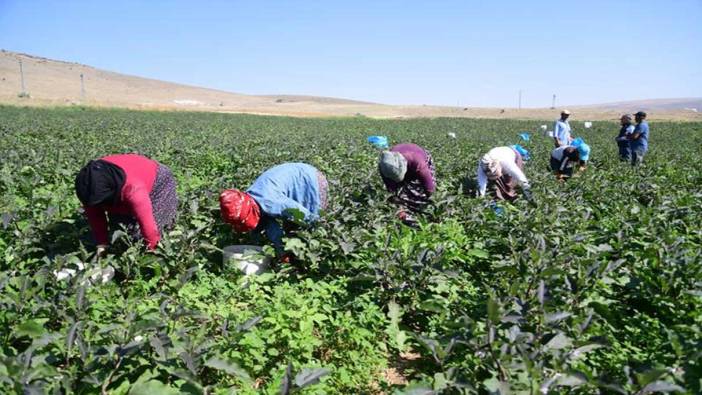 Kilosu 35 lira. Hasadı başladı kapış kapış satılıyor