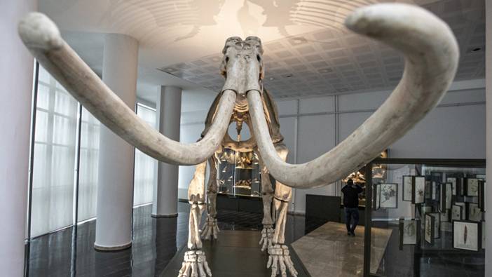 Araştırmaya göre yünlü mamutların nesli "genetik olmayan" sebeplerle tükendi