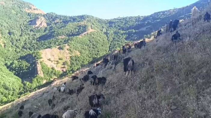 Koyunları otlatırken göz göze geldi. Korkudan nefes bile alamadı