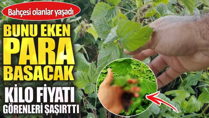 Bunu eken para basacak. Bahçesi olanlar yaşadı. Kilo fiyatı görenleri şaşırttı