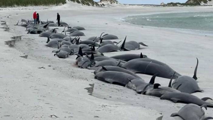 Karaya vuran onlarca balina öldü