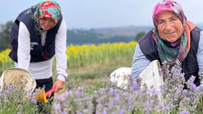 Kocaeli'de lavanta hasadı başladı