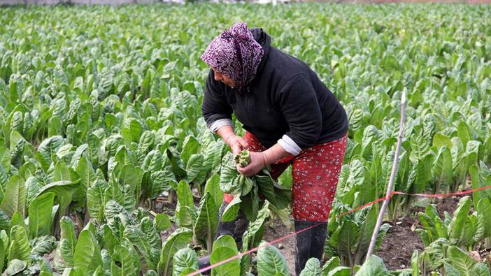 Yiyen 100 yaşına kadar yaşıyor: Demir eksikliğini önlüyor. Demeti 30 lira