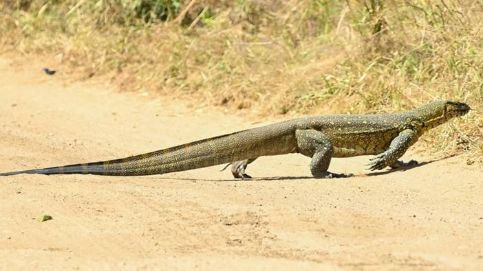 Komodo ejderlerinin dişlerinin uç kısımlarının demirden tabakayla kaplı olduğu tespit edildi