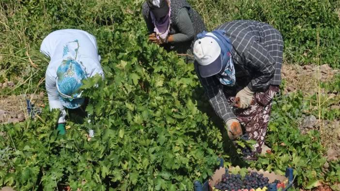 O ilde halay çekerek üzüm hasadına başladılar