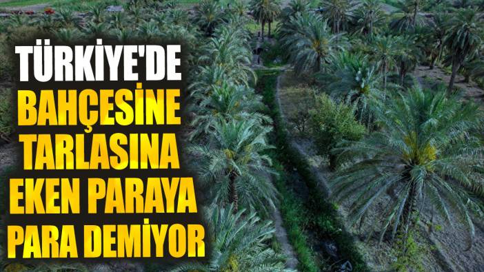 Türkiye'de bahçesine tarlasına eken paraya para demiyor