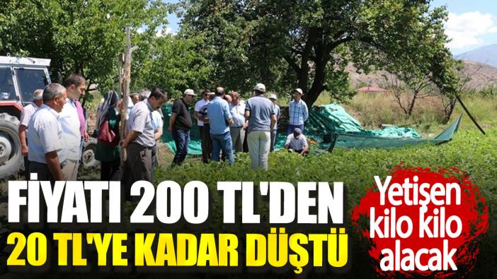 Fiyatı 200 TL'den 20 TL'ye kadar düştü. Yetişen kilo kilo alacak