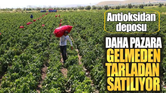 Daha pazara gelmeden tarladan satılıyor!  Adeta antioksidan deposu