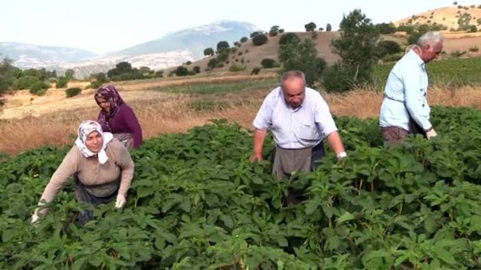 Kilosu 90 lira!Kalbin can yeleği, tezgahta gören sıraya giriyor