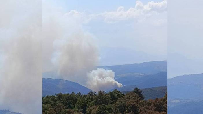 Bursa'da orman yangını!