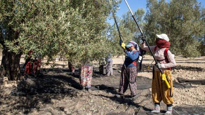 Günlük net maaşı 1000 lira kilosu 70 lira! Arap şeyhlerinin gözbebeği