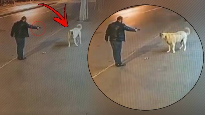 Engelli köpeğe öldürmek için silah çekti! Yine sokak yine hayvan nefreti