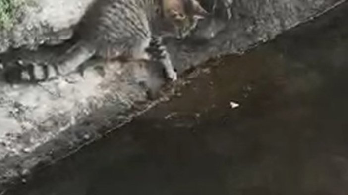 Kedinin balığı avlama anı kamerada