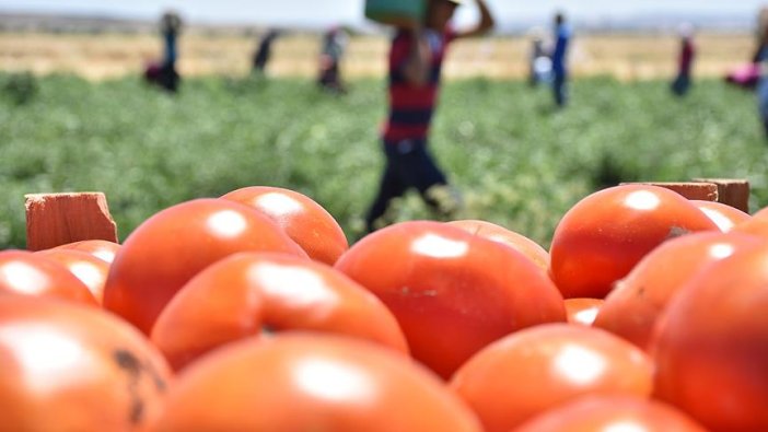 Rusya'dan domates açıklaması