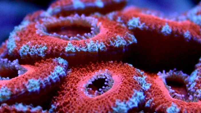 Mercanlar mikroplastikle beslenmeyi tercih ediyor!