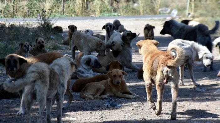 Sokak köpekleri 'bakımsızlıktan ölüyor' iddiası