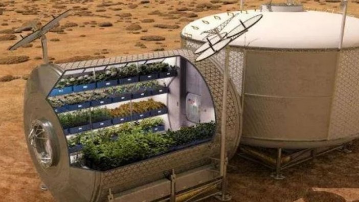 Bilim insanları, yapay Mars ve Ay toprağında sebze yetiştirdi