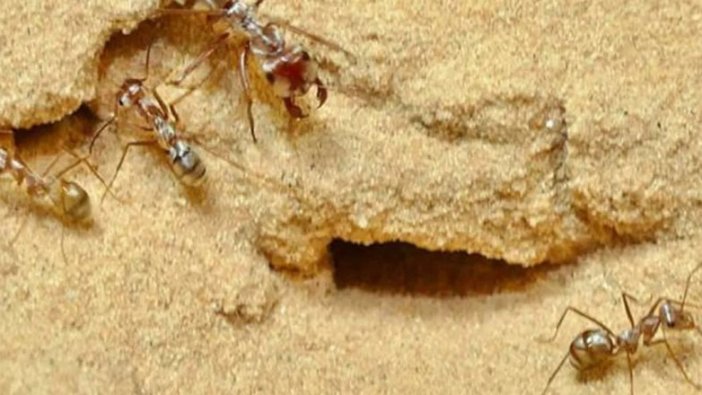 Dünyanın en hızlı karıncası keşfedildi