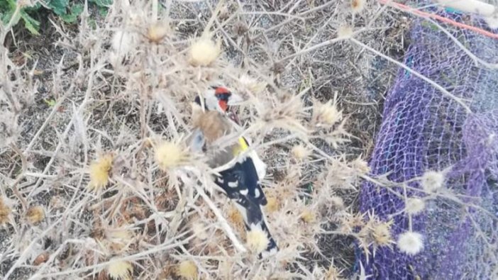 Zonguldak'ta saka kuşu avcılarına 3 bin 300 lira ceza