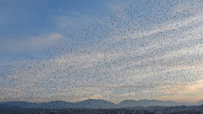 Manisa'da sığırcık kuşlarının gökyüzünde dansı