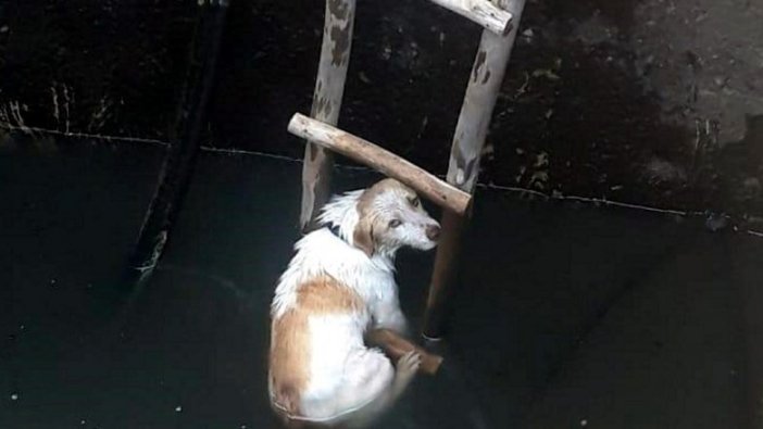 Fethiye'de su kuyusuna düşen köpeği itfaiye kurtardı