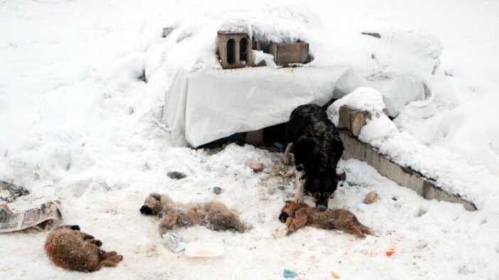 Yüksekova'da dondurucu soğuklar: 3 yavru köpek öldü