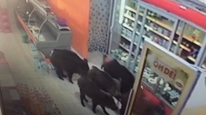 Bursa İnegöl'de domuzlar marketi bastı!