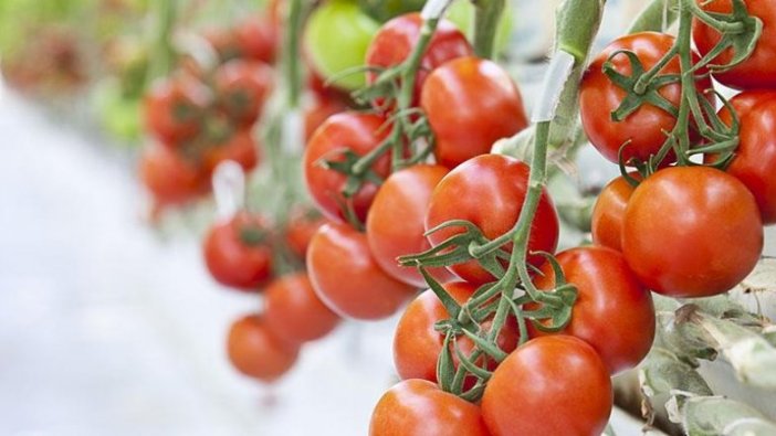 Termal serada üretilen domatesler Avrupa'ya satılıyor