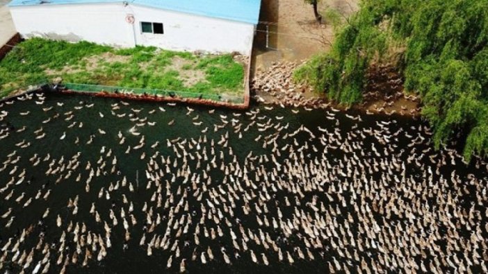 Çin'den çekirge istilasına karşı Pakistan'a 100 bin ördek