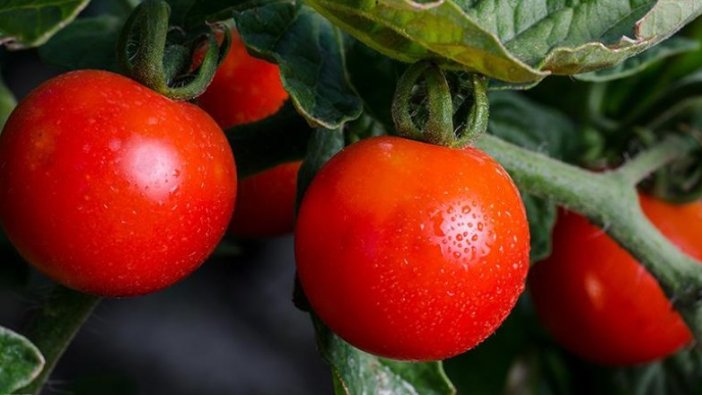 Rusya'ya domates ihracatında yeni dönem başladı