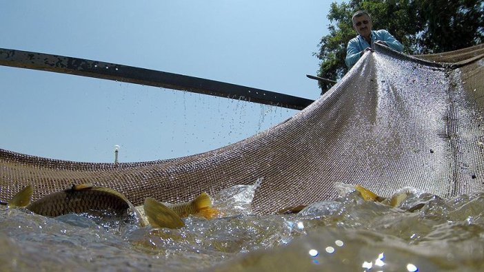 DSİ'den baraj göllerine milyonlarca balık