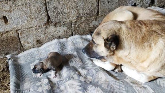 Kangal köpeğinden nadir görülen doğum
