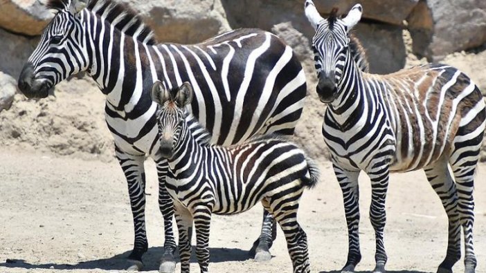 İzmir Doğal Yaşam Parkı'nda yavru zebra sevinci