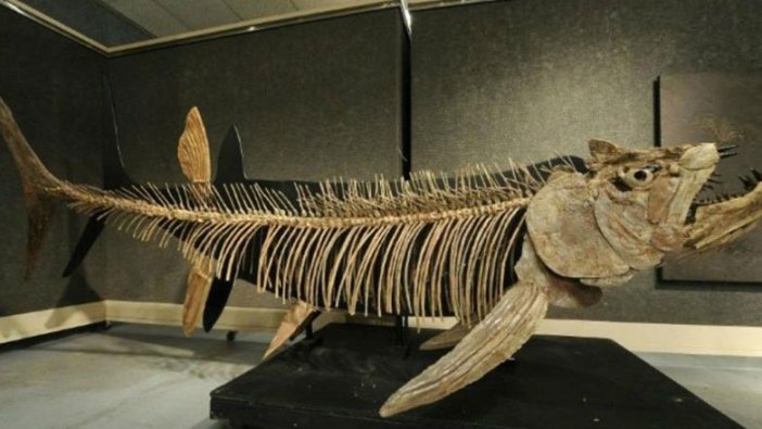 244 milyon yıl öncesine ait balık fosili bulundu