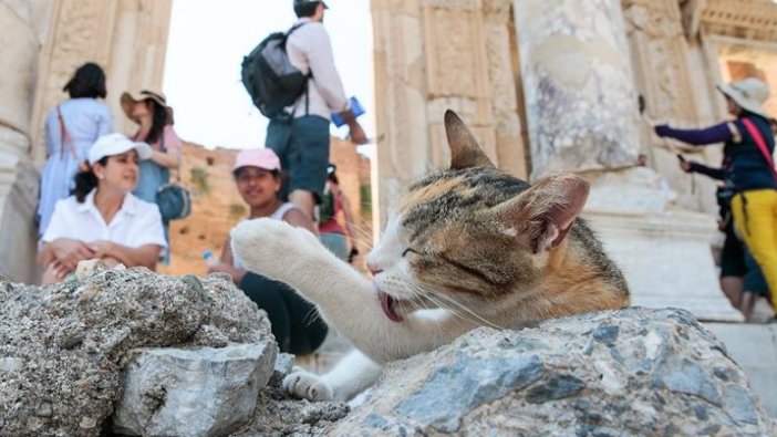 Antik kent sahipsiz kedilere yuva oldu