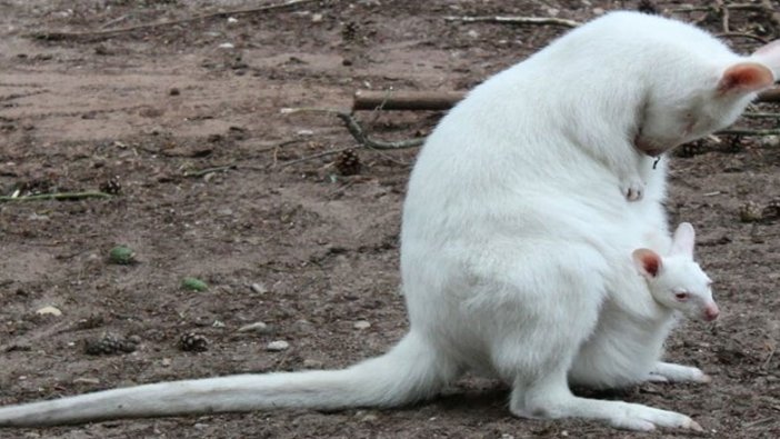 Ender görülen albino kanguru kayıp