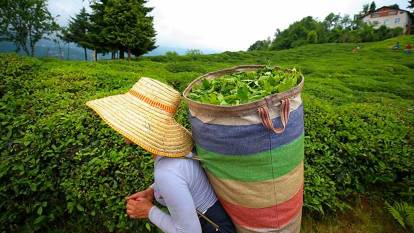 Çay üreticilerine 303 milyon liralık ödeme perşembe günü yapılacak