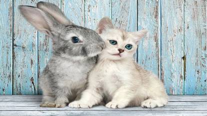 Rüyada kedi ile tavşan görmenin manası nedir?