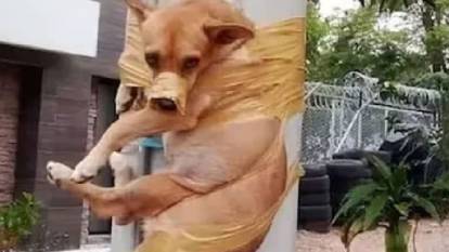 Havlayan köpek, komşusu tarafından elektrik direğine bantlanarak susturuldu!