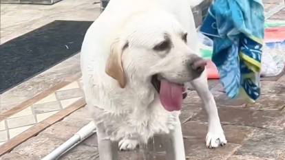 Köpeğin havuz inadı sosyal medyada viral oldu