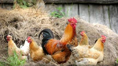 Türkiye'de tavuk eti ve yumurta üretimi azaldı