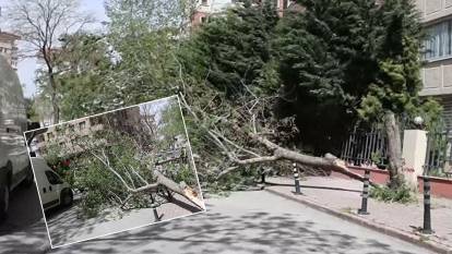 Konya'da fırtına çatıları uçurdu ağaçları devirdi