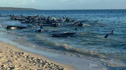 Avusturalya’da 160 pilot balina kıyıya vurdu!