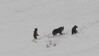 Anne ayı ve yavruları karlı arazide dolaşırken görüntülendi