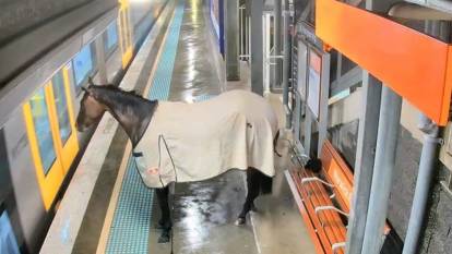 Kaçak yarış atı  tren istasyonuna girdi! O anlar gündem oldu