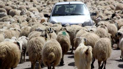 Erzincan’da koyun sürüsü karayoluna çıktı