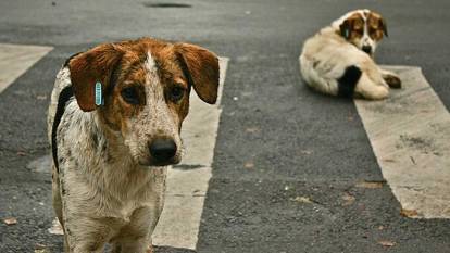 Kocaeli'den sonra bir belediyeden daha tepki çeken sokak köpeği kararı